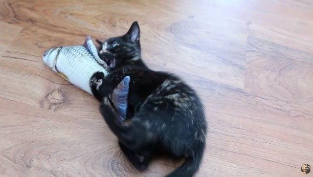 2newkittens5_e