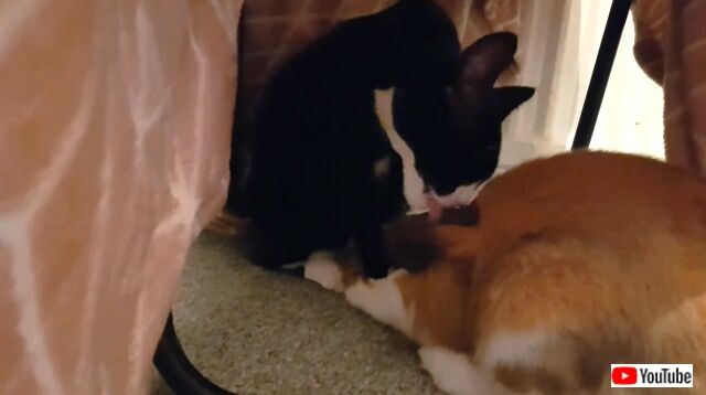 catnbunny2_640