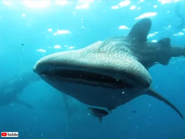 whalesharkattack2_640