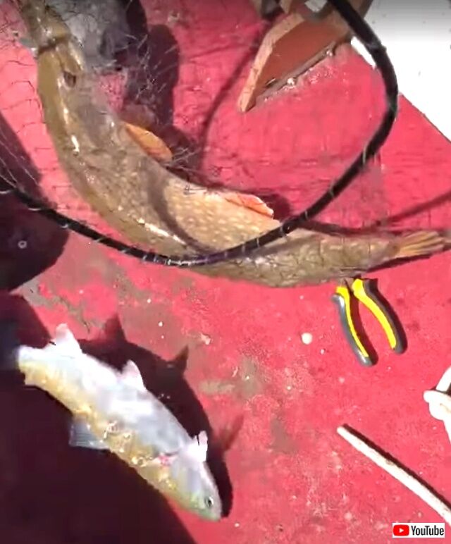 2fish4thepriceofone7_640