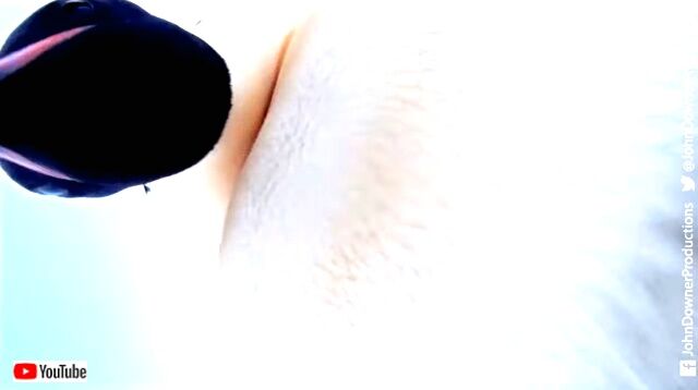 penguincam7_640