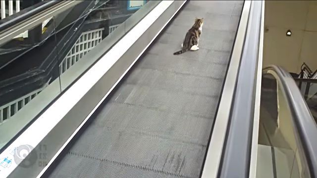 catvalator4