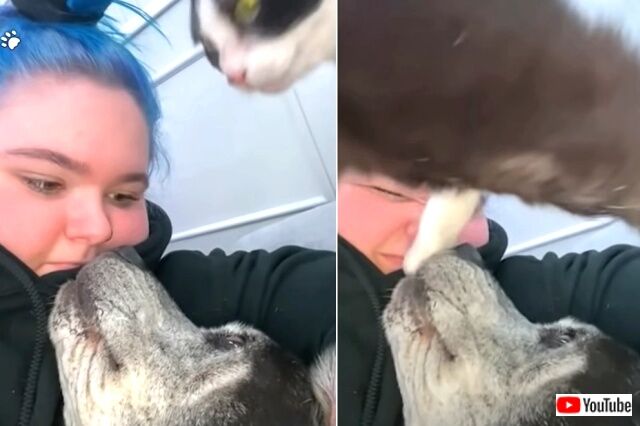 funnycats9_640