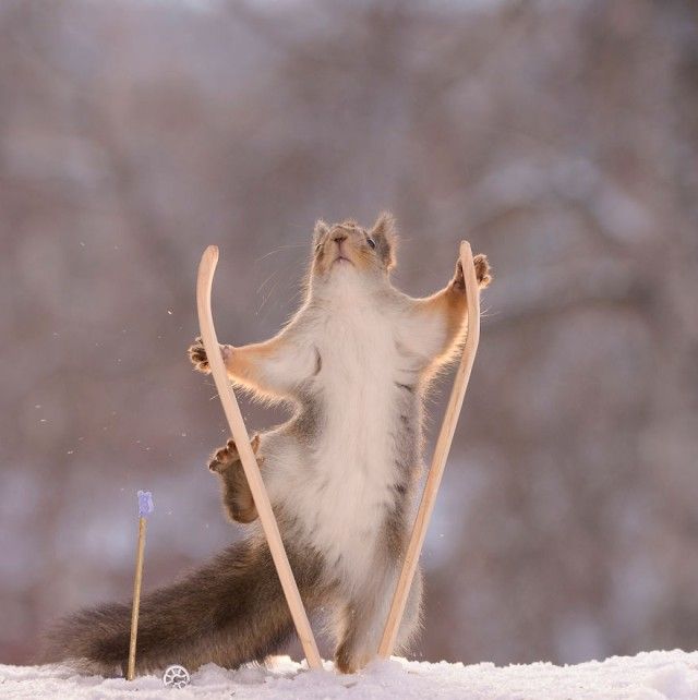 wintersportssquirrel14_e