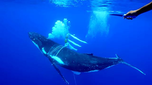 whaleneedshelp6