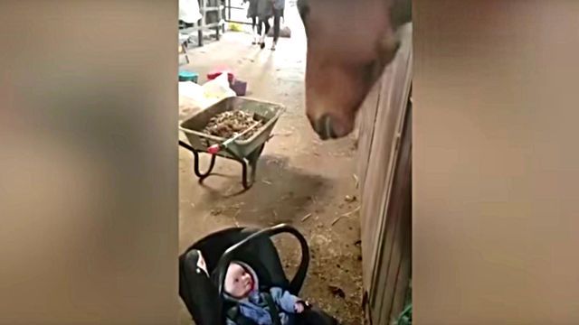 horsenbaby3