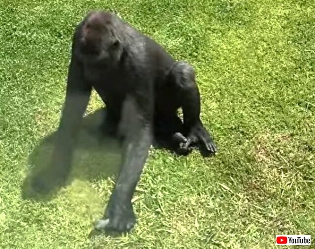gorillanbird4_640