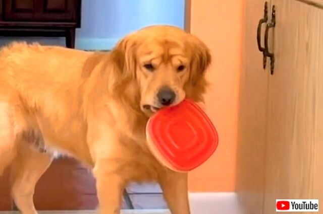 bestpets0_640