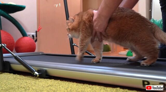 treadmill2_640