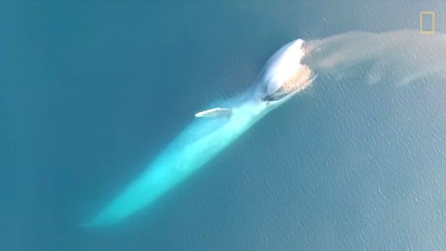 bluewhale2