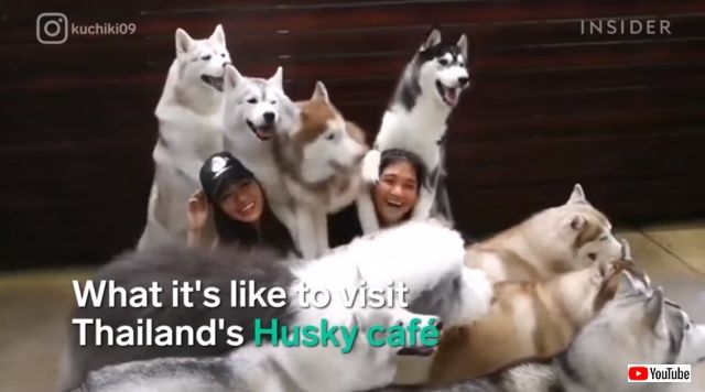 huskycafe1_640