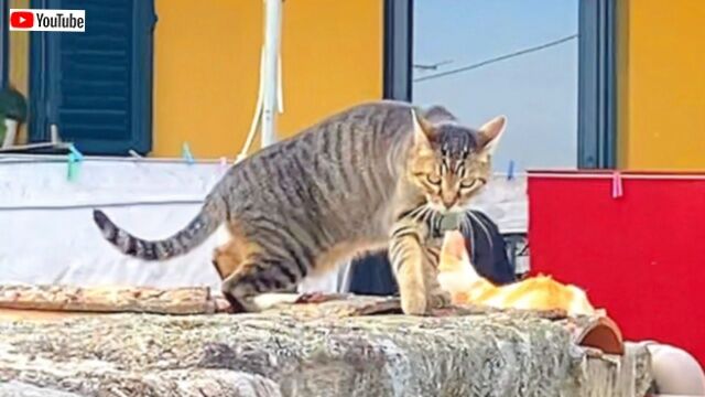 「ボク、猫の友だちがいニャいんだ」友だちが欲しかった家猫と地元の野良猫たち、三角関係の行方は…？