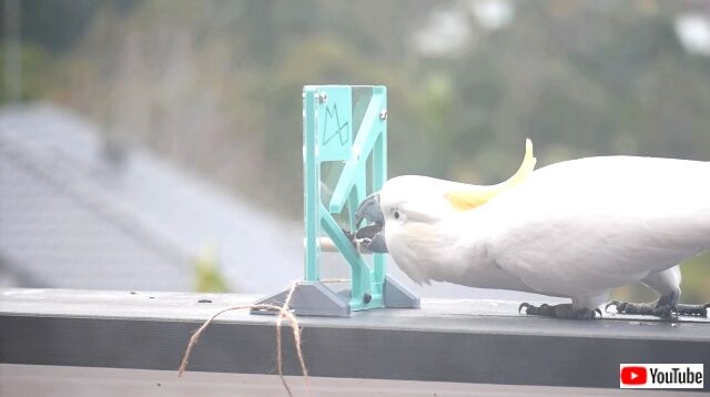 鳥のかしこさってすごい 立体パズルをあっさりと解くキバタンに脱帽 カラパイア