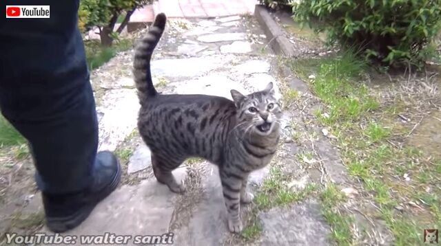 loudestmeow2_640