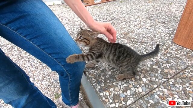 街角で可愛い子猫に出会った！人懐っこい子猫としばしイチャコラを楽しむ動画
