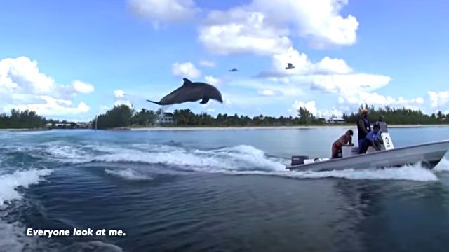 dolphinshark10