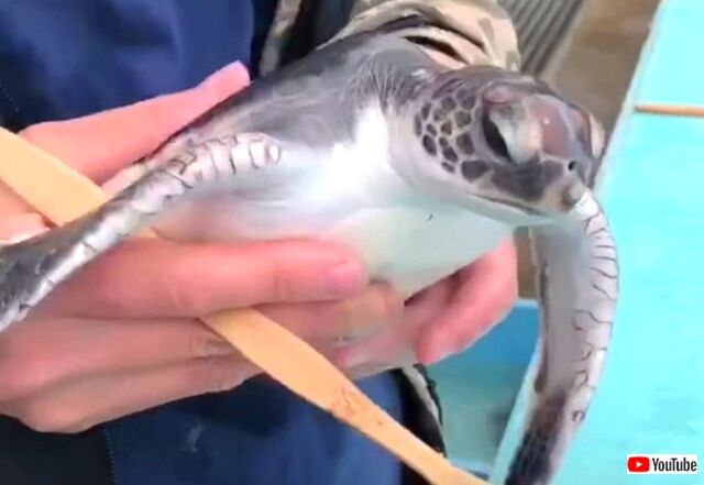seaturtle3_640