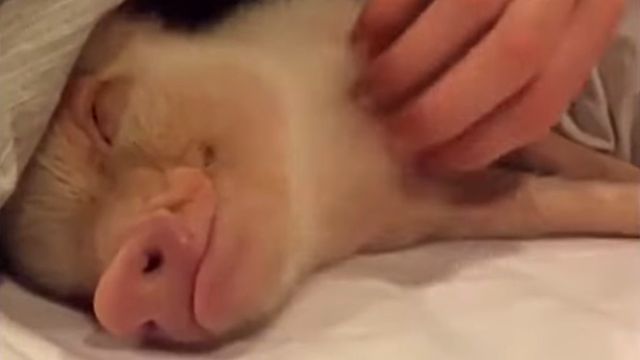 minipigs5