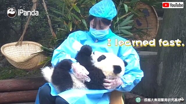 パンダを世話する「青い服の女神たち」子パンダちゃんによる飼育員さん紹介動画