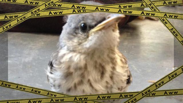bird-1 [www-frame