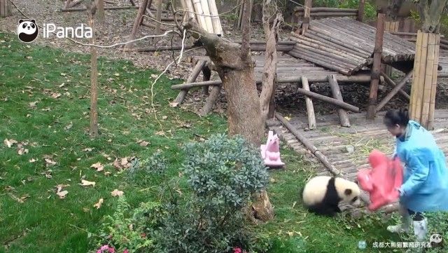 babypandastoy4_e