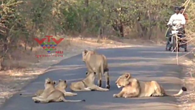 lionsinindia3