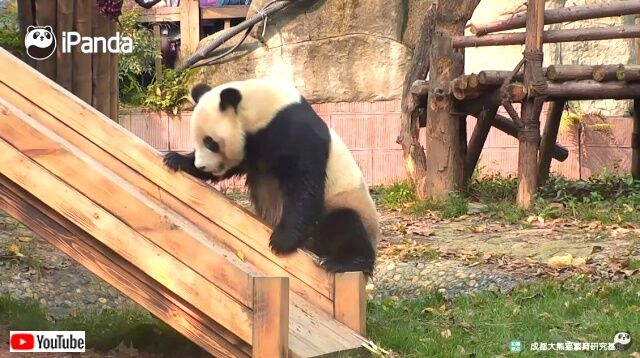 pandaslide2_640