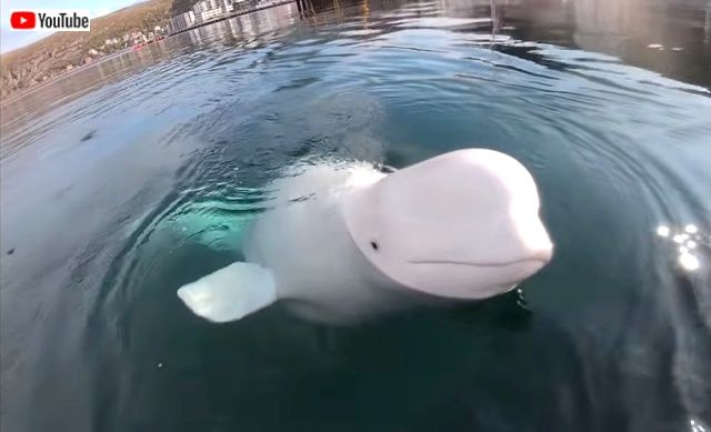 あっカメラが海の底に 海底に沈んだgoproを拾って来てくれたベルーガ シロイルカ カラパイア