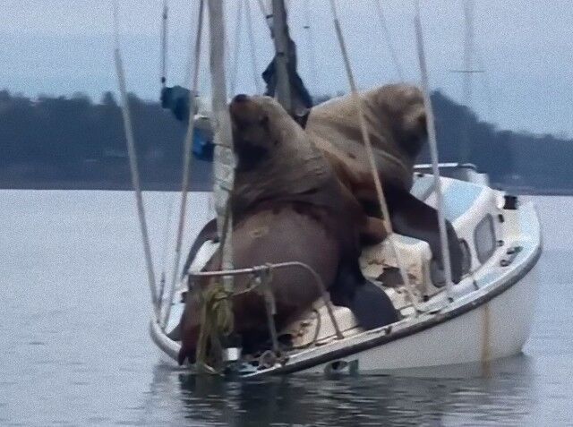sealionsnboats4_e