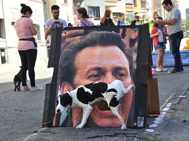 perfectly-timed-photos-dogs-15_e