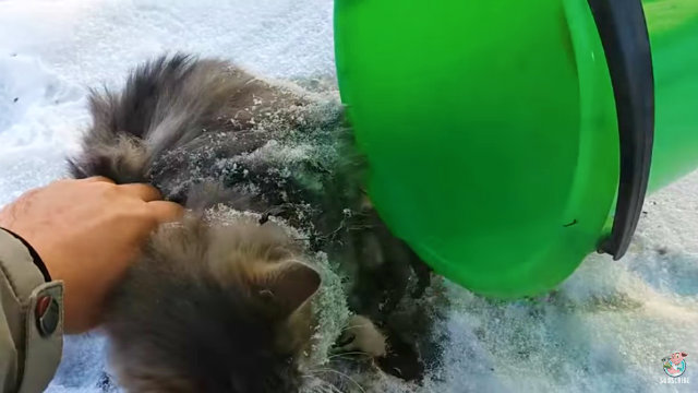 frozencat7
