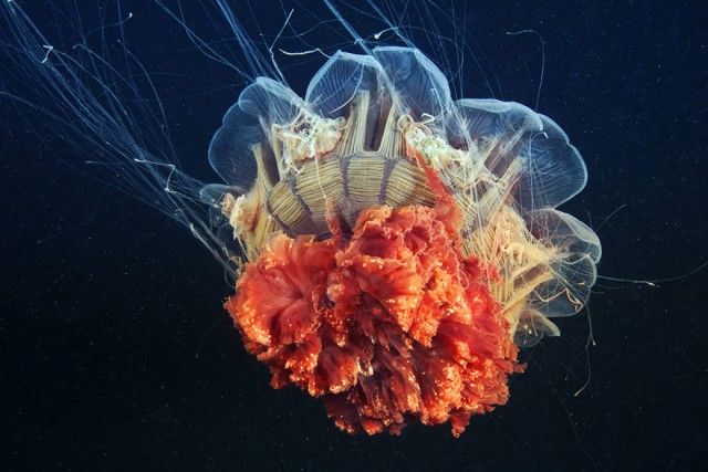 underwater-jellyfish-alexander-semenov-aquatis-18_e