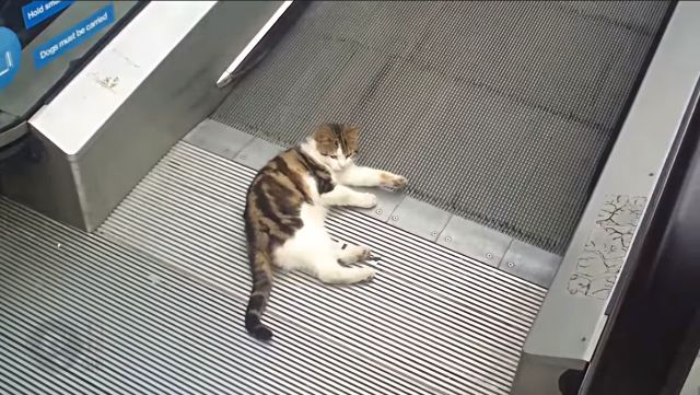 catvalator2