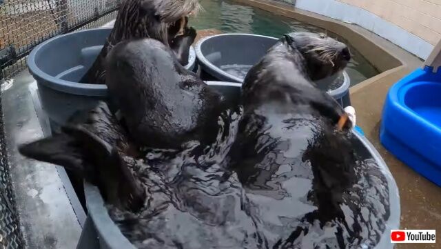 seaotters5_640