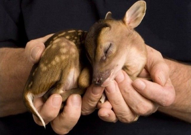 animalfacts4_e