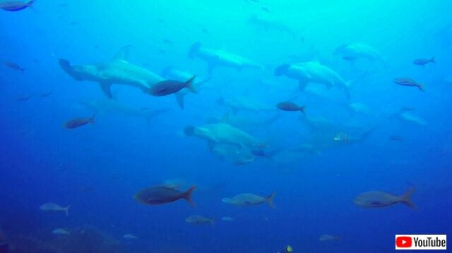 hammerheadsharks1_640