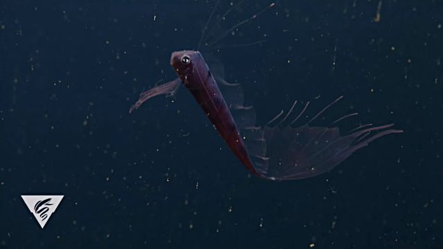 Kingofthe Salmon1