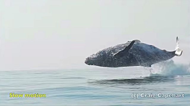 Humpback5