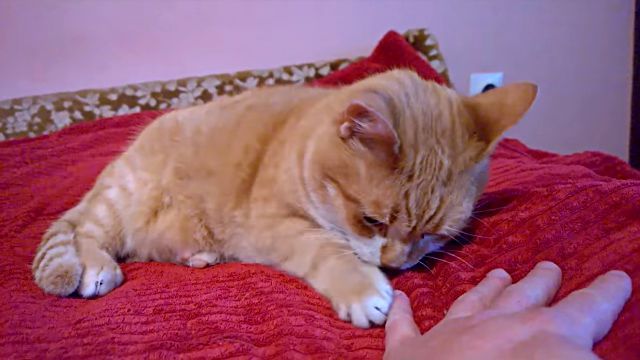 kittenplaysfinger1