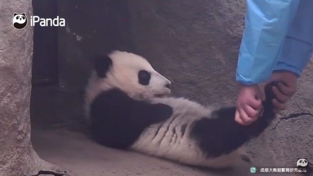 pandatop31_e