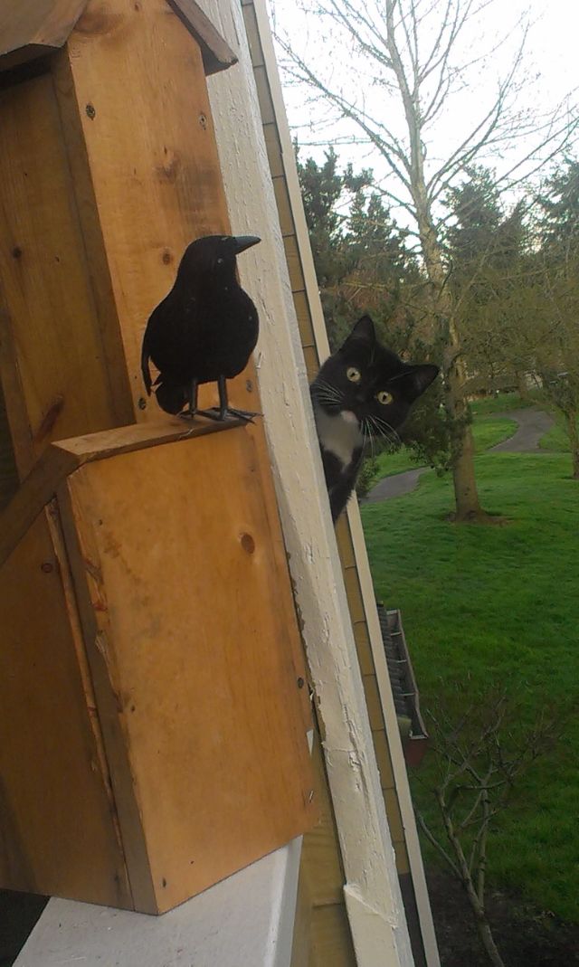 raven-2 (1)