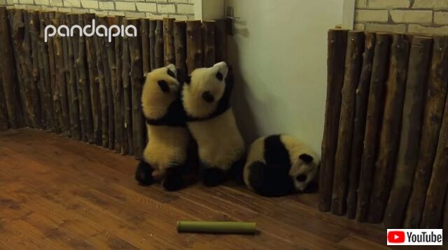 babypandacute8_640