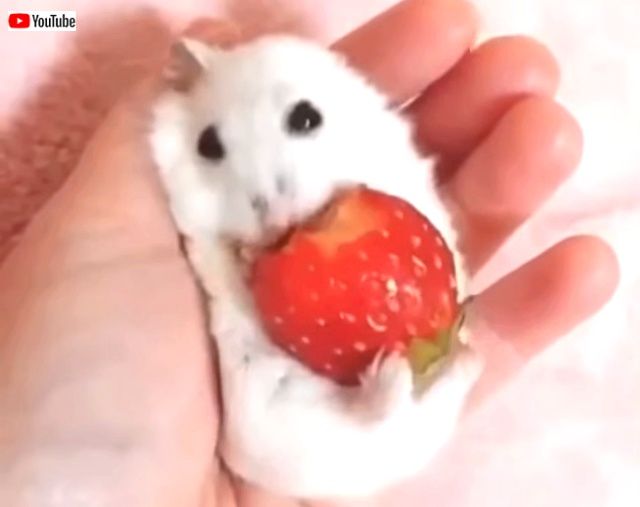cutestanimals3_640