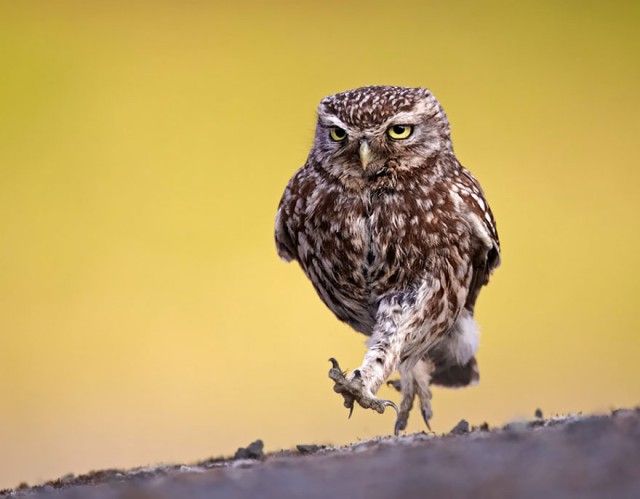 owl-photography-10__880_e