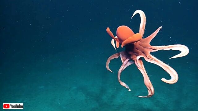 spookiestdeepsea4_640