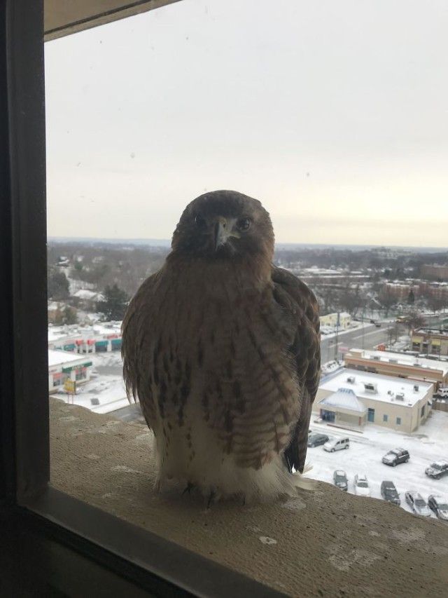 visitingwindows2_e