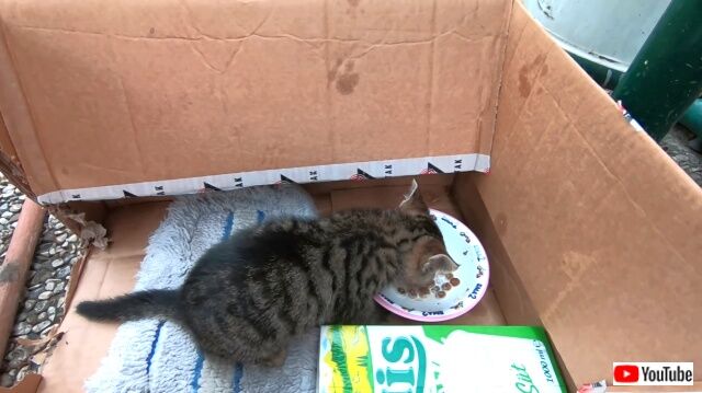 tabby5_640