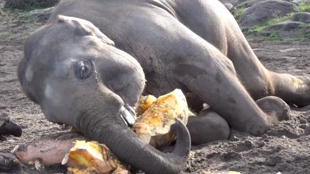 elephantnpumpkin6_e