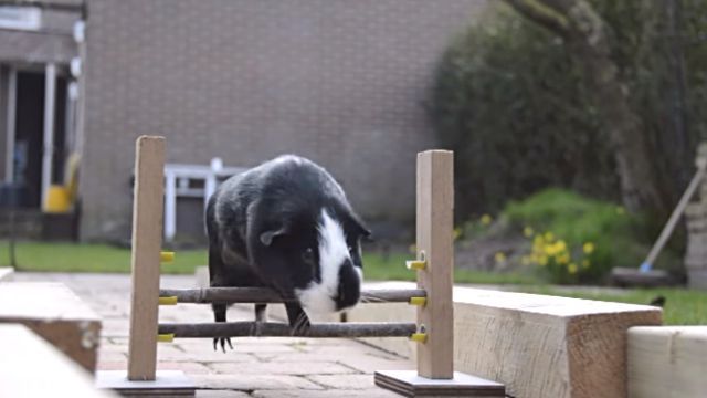 guineapigolympics3