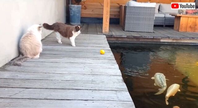 catsnfish1_640